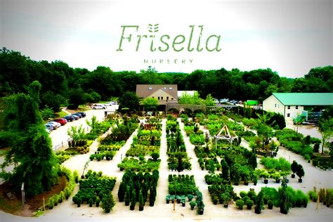 Frisella nursery - Ask via podcast@frisellanursery.com or a private message on the Nursery or Frisella Landscape Group social pages. Frisella Nursery was founded in 1953 by Frank Frisella who was known in the nursery and landscape industry for his forward-thinking approach to landscape design and unique plant material. …